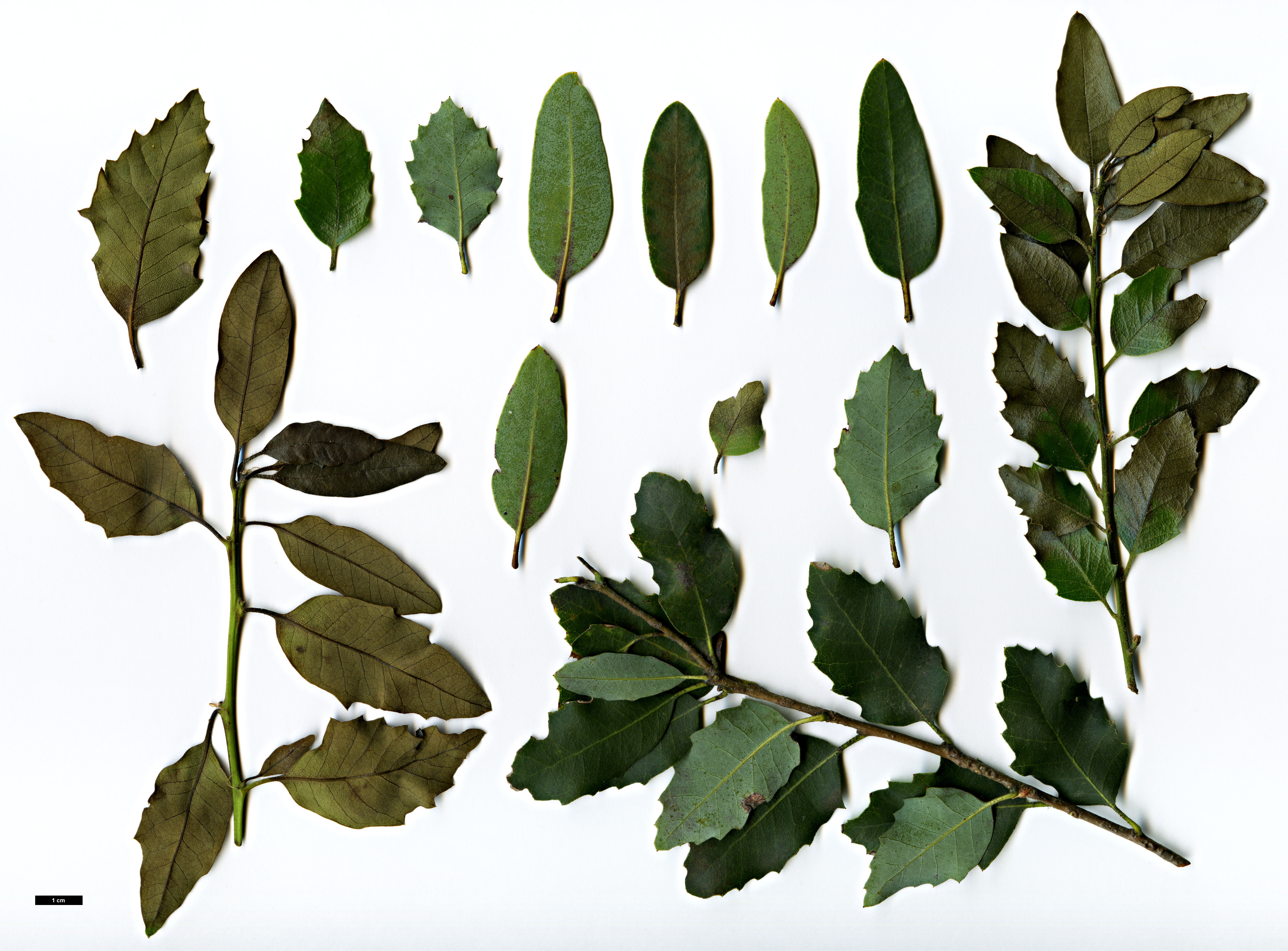 High resolution image: Family: Fagaceae - Genus: Quercus - Taxon: chrysolepis × Q.vacciniifolia
